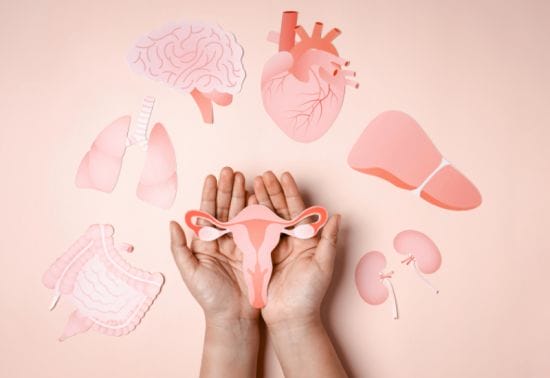 fertilité cycle menstruel